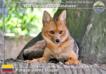 01138 (01) Parque Jaime Duque Photo: Alex Kantorovich©2016 pes horský Culpeo fox Lycalopex culpaeus