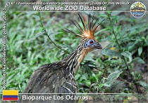 01139 (01) Bioparque Los Ocarros Photo: Alex Kantorovich©2016 hoacin chocholatý Hoatzin Opisthocomus hoazin