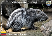 01140 (01) Bioparque Ukumarí Photo: Alex Kantorovich©2016 pakarana Pacarana Dinomys branickii