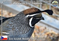 01141 (01) Zoo koutek Bezděz-Dvůr Photo: Roman Hynek©2022 křepel kalifornský California quail Callipepla californica