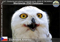 01142 (01) Zookoutek Amerika (Naučná stezka s expozicí zvířat v Lesoparku Amerika ve Františkových Lázních) Photo: Michal Peterka©2019 sovice sněžní Snowy owl Bubo scandiacus