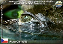 01143 (01) Flora Olomouc Photo: Roman Hynek©2011 kajman brýlový Common caiman Caiman crocodilus