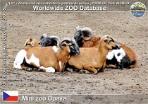 01145 (01) † Mini zoo Opava Photo: Roman Hynek©2011 ovce kamerunská Cameroon sheep Ovis orientalis f. aries "Cameroon sheep"