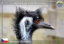 01146 (01) Minizoo Vrchbělá Photo: Roman Hynek©2022 emu hnědý Emu Dromaius novaehollandiae