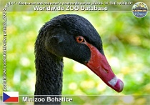 01147 (01) Minizoo Bohatice Photo: Roman Hynek©2022 labuť černá Black swan Cygnus atratus