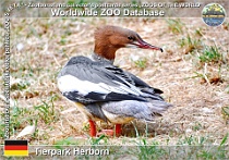 01149 (01) Tierpark Herborn Photo: Roman Hynek©2022 morčák velký eurosibiřský European goosander Mergus merganser merganser