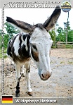 01150 (01) Wildgehege Herborn Photo: Roman Hynek©2022 zakrslý středozemní osel Miniature Mediterranean donkey Equus africanus f. asinus "Miniature Mediterranean Donkey"