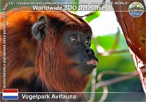 01152 (01) Vogelpark Avifauna Photo: Roman Hynek©2022 vřešťan rezavý "venezuelský" Venezuelan red Howler monkey Alouatta seniculus seniculus