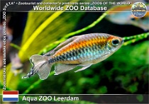 01154 (01) Aqua ZOO Leerdam Photo: Roman Hynek©2022 afrotetra konžská Congo tetra Phenacogrammus interruptus