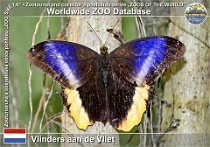 01155 (01) Vlinders aan de Vliet Photo: Roman Hynek©2022 okáč Owl butterfly Caligo atreus