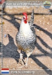 01156 (01) Park Vijversburg Photo: Roman Hynek©2022 fríská slepice Friesian chicken Gallus gallus f. domestica "Friesian"