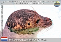 01157 (01) Pieterburen Zeehondenzentrum Photo: Roman Hynek©2022 tuleň obecný Common seal Phoca vitulina vitulina