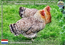 01158 (01) Griendtsveenpark Photo: Roman Hynek©2022 bílefeldská slepice Bielefelder chicken Gallus gallus f. domestica "Bielefelder"