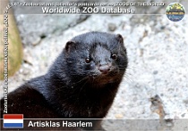 01161 (01) Artisklas Haarlem Photo: Roman Hynek©2022 norek americký American mink Neovison vison