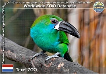 01162 (01) Texel ZOO Photo: Roman Hynek©2022 arassari rudokostřecový Crimson-rumped Toucanet Aulacorhynchus haematopygus