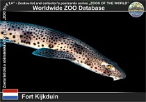 01164 (01) Fort Kijkduin Photo: Roman Hynek©2022 máčka skvrnitá Lesser spotted dogfish Scyliorhinus canicula