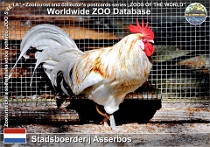 01165 (01) Stadsboerderij Asserbos Photo: Roman Hynek©2022 šijndelská slepice Schijndelaar chicken Gallus gallus f. domestica "Schijndelaar"