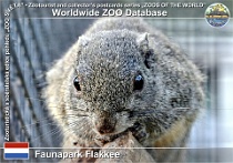 01166 (01) Faunapark Flakkee Photo: Roman Hynek©2022 veverka jasnohlasá Perny's long-nosed squirrel Dremomys pernyi