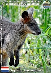 01167 (01) Aquazoo Leeuwardeen Photo: Roman Hynek©2022 klokan bažinný Swamp wallaby Wallabia bicolor