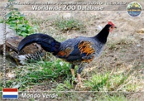 01168 (01) Mondo Verde Photo: Roman Hynek©2022 kur Sonneratův Grey junglefowl Gallus sonneratii