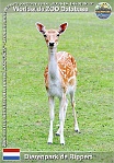 01170 (01) Dierenpark de Rippert Photo: Roman Hynek©2022 daněk evropský European fallow deer Dama dama