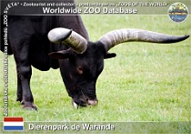 01171 (01) Dierenpark de Warande Photo: Roman Hynek©2022 watusi Ankole-watusi Bos primigenius f. taurus "Watusi"