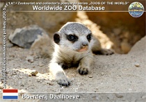 01174 (01) Boerderij Daalhoeve Photo: Roman Hynek©2022 surikata Meerkat Suricata suricatta