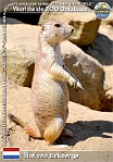 01176 (01) Hof van Eckberge Photo: Roman Hynek©2022 psoun prériový Black-tailed prairie dog Cynomys ludovicianus