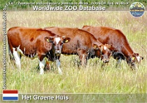 01177 (01) Het Groene Huis Photo: Roman Hynek©2022 skot brandrode Brandrode Cattle Bos primigenius f. taurus "Brandrode"