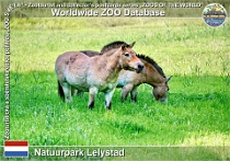 01178 (01) Natuurpark Lelystad Photo: Roman Hynek©2022 kůň Převalského Przewalski's wild horse Equus ferus przewalskii