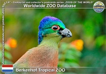 01180 (01) Berkenhof Tropical ZOO Photo: Roman Hynek©2022 turako lesklohlavý Purple-crested turaco Gallirex porphyreolophus
