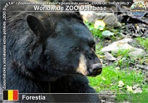 01181 (01) Forestia Photo: Roman Hynek©2022 medvěd baribal American black bear Ursus americanus