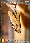01182 (01) Hexapoda Insectarium Jean Leclercq Photo: Roman Hynek©2022 kudlanka malajská Giant dead leaf mantis Deroplatys desiccata