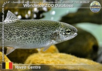 01183 (01) Riveo Centre Photo: Roman Hynek©2022 losos obecný Atlantic salmon Salmo salar