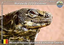 01184 (01) Musée d'Histoire naturelle & Vivarium de Tournai Photo: Roman Hynek©2022 leguán "guatemalský" Guatemalan spiny-tailed iguana Ctenosaura palearis