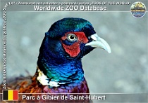 01186 (01) Parc à Gibier de Saint-Hubert Photo: Roman Hynek©2022 bažant obecný Common pheasant Phasianus colchicus