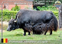 01187 (01) Promenade animalière à la Ligule Photo: Roman Hynek©2022 jak domácí Domestic yak Bos mutus f. grunniens