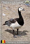 01188 (01) t Dierenparkje Katteberg Bilzen Photo: Roman Hynek©2022 berneška bělolící Barnacle goose Branta leucopsis