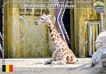 01189 (01) Bellewaerde Photo: Roman Hynek©2022 žirafa severní Rothschildova Rothschild giraffe Giraffa camelopardalis rothschildi