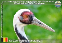 01190 (01) De Zonnegloed Sanctuary Photo: Roman Hynek©2022 jeřáb bělošíjí White-naped crane Antigone vipio