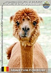 01191 (01) Alpaca Farm Eigenbilzen Photo: Roman Hynek©2022 alpaka Alpaca Lama guanicoe f. pacos