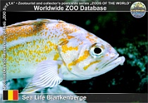 01192 (01) Sea Life Blankenberge Photo: Roman Hynek©2022 okouník pestrý Canary rockfish Sebastes pinniger