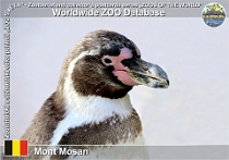 01195 (01) Mont Mosan Photo: Roman Hynek©2022 tučňák Humboldtův Humboldt penguin Spheniscus humboldti