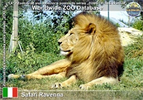 01196 (01) Safari Ravenna Photo: Mojmír Sedláček©2021 lev pustinný Lion Panthera leo