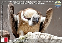 01197 (01) BirdPark Malta Photo: Alex Kantorovich©2019 sup africký White-backed vulture Gyps africanus