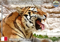 01198 (01) Wild Park Malta Photo: Alex Kantorovich©2019 tygr Tiger Panthera tigris