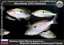 01200 (01) Bolshoy Utrish Marine Aquarium Photo: Andrei Kotkin©2007 modrák skvrnitý Blotched picarel Spicara maena