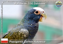 01202 (01) Papugarnia Carmen Katowice Photo: Roman Hynek©2022 amazónek běločelý White-crowned parrot Pionus senilis