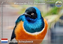 01205 (01) Volière Scheybeeck Photo: Roman Hynek©2022 leskoptev nádherná Superb starling Lamprotornis superbus