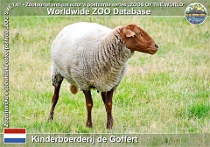 01206 (01) Kinderboerderij de Goffert Photo: Roman Hynek©2022 ardénská červenohlavá ovce Ardennes red sheep Ovis orientalis f. aries "Ardennais Roux"